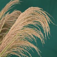 uploads/erp/collection/images/Home Garden/CongDing/XU0611695/img_b/XU0611695_img_b_4